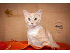 Cream Domestic Shorthair Young Male