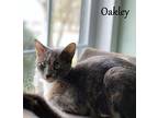 Oakley Domestic Shorthair Young Female