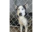 Adopt Bruno a Husky