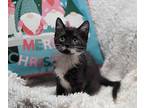 (dg) Canali Domestic Shorthair Kitten Male