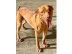 Adopt Cargo a Vizsla, Pit Bull Terrier