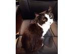 Tinker Domestic Shorthair Young Male