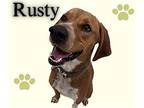 Rusty Hound (Unknown Type) Adult Male