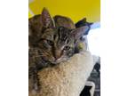 Adopt IRIDIUM a Domestic Short Hair