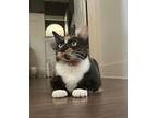 Rosemary Domestic Shorthair Young Female