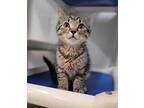 Fiona Feta Domestic Shorthair Kitten Female