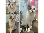 Bean - PetSmart Domestic Shorthair Adult Female