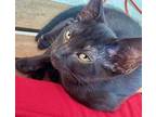 Betty Domestic Shorthair Kitten Female