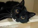 Heart Trapper Domestic Mediumhair Young Female