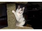 Adopt Kittles a Domestic Short Hair