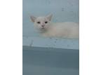 Adopt Grayson a Domestic Short Hair