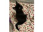 Licorice Domestic Shorthair Kitten Female