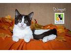 Nougat Domestic Shorthair Young Female