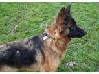 Grace German Shepherd Dog Adult Female