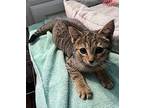 Pawmi Domestic Shorthair Kitten Female