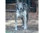 Juniper (Texas Only) Catahoula Leopard Dog Adult Female