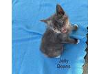 Jelly Beans Domestic Shorthair Kitten Female
