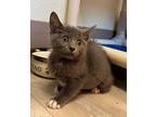 Peppermint Domestic Shorthair Kitten Female