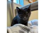 Lemon Domestic Shorthair Kitten Female