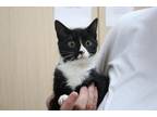 Coal Domestic Shorthair Kitten Female