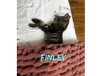 Finley Domestic Shorthair Kitten Male