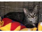 Chug Jug Domestic Shorthair Kitten Male
