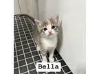 Bella Domestic Shorthair Kitten Female