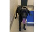 Fowler Labrador Retriever Adult Male