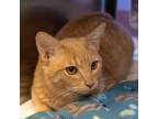 Louis Domestic Shorthair Young Male
