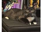 Dot Domestic Shorthair Young Male