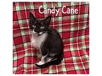 Candy Cane Domestic Shorthair Kitten Female