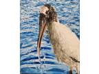 Oil Painting Wood Stork Bird Hunting Fishing Water Seascape Animal Art A. Joli