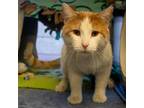 Lover Domestic Shorthair Adult Male