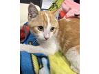 Buddy Domestic Shorthair Young Male