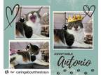 Adopt Antonio a American Shorthair