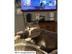 Adopt Wendell a American Shorthair