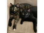 Adopt Fiona and Salem a American Shorthair