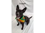 Adopt Cooper a Feist