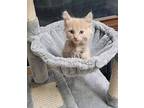 (dg) Tate Domestic Shorthair Kitten Male
