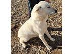 Sugar Great Pyrenees Puppy Female