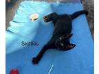 Skittles Domestic Shorthair Kitten Female