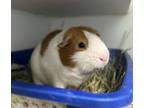 Adopt Sugar a Guinea Pig