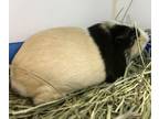 Adopt Charlie a Guinea Pig