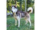 Adopt Blizzard a Siberian Husky