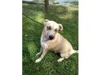 Adopt Petey a Black Mouth Cur, Husky