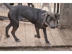 Adopt Diesel a Labrador Retriever, Shar-Pei