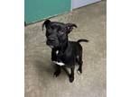 Adopt Figgy a Mixed Breed
