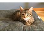 Adopt Jordy a Domestic Short Hair