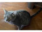 Adopt Macho a Domestic Short Hair, Tabby