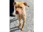 Adopt Damson a Pit Bull Terrier